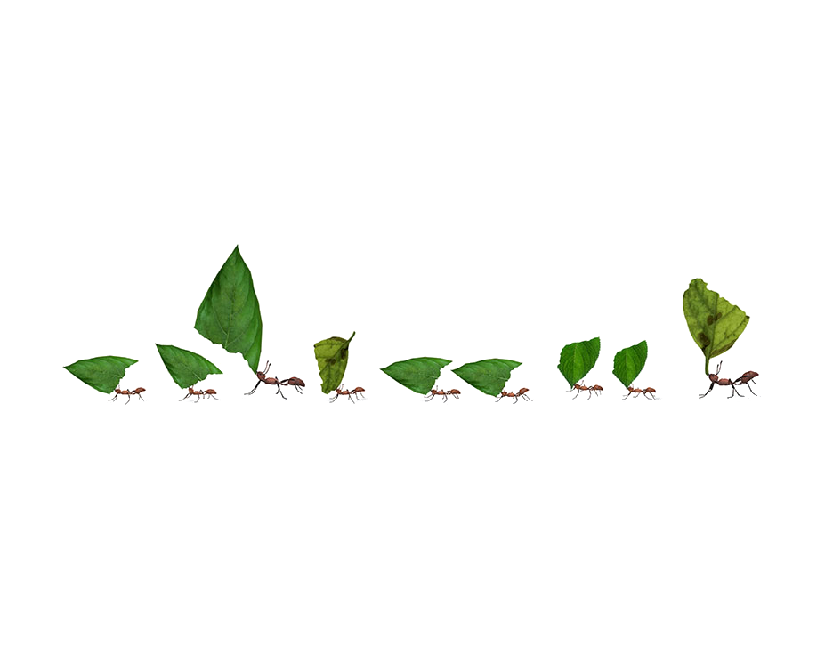 Composición fotográfica de una cadena de hormigas portando hojas.